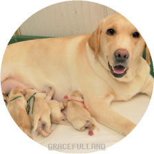これから生まれる予定の子犬 グレイスフルランド ラブラドールレトリバーといっしょに暮らそう 子犬の分譲販売 交配 ブリーダー これから生まれる予定の子犬 グレイスフルランド ラブラドールレトリバーといっしょに暮らそう 子犬の分譲販売 交配 ブリーダー